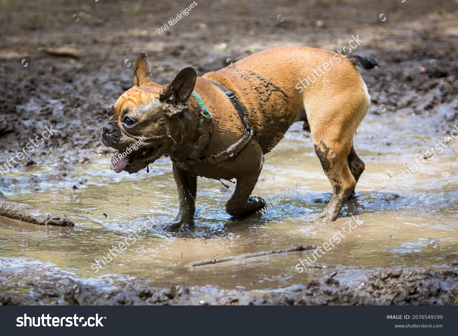 French Bulldog Having Fun Mud Puddle Stock Photo 2076549199 | Shutterstock