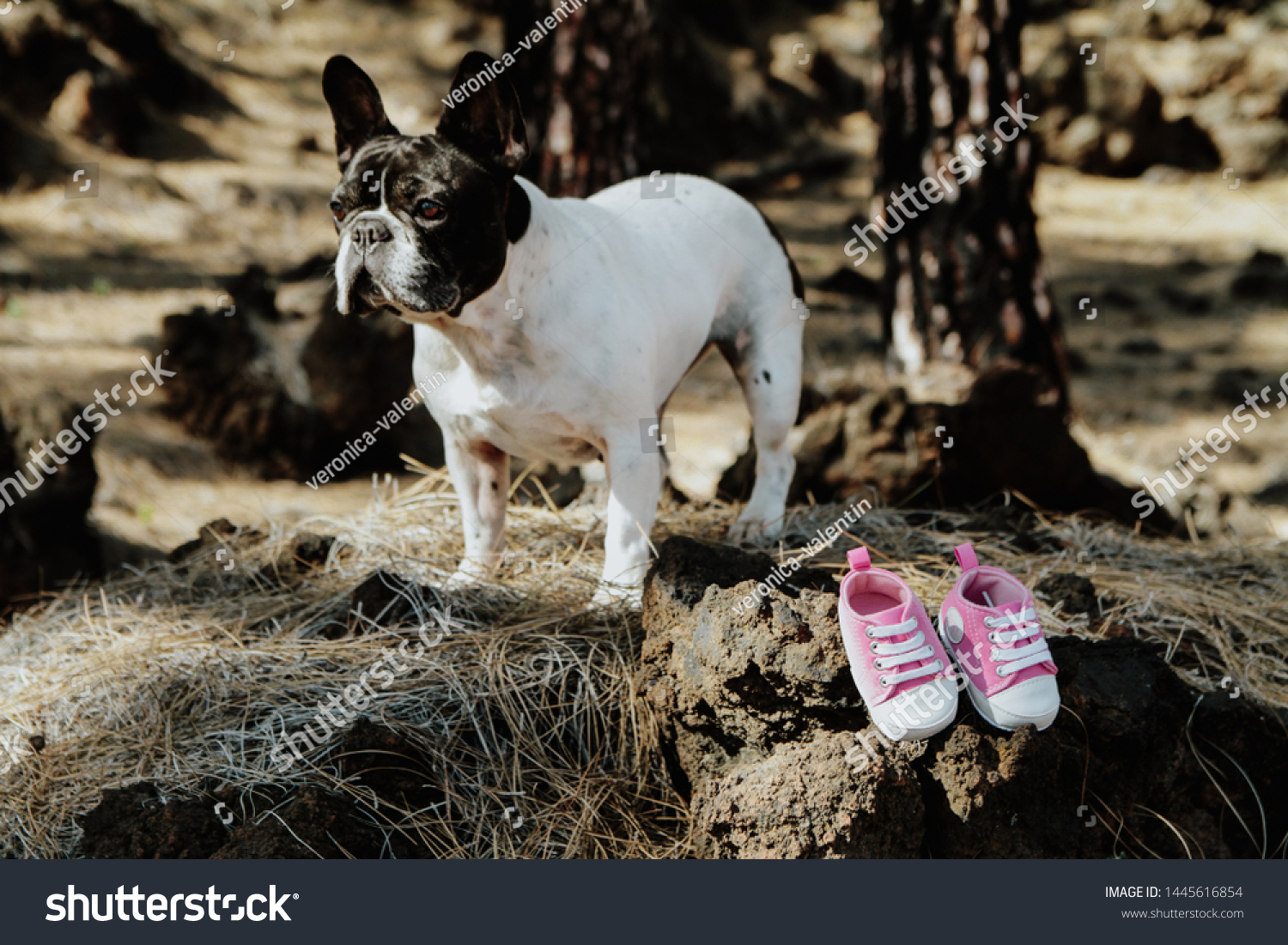 bulldog booties