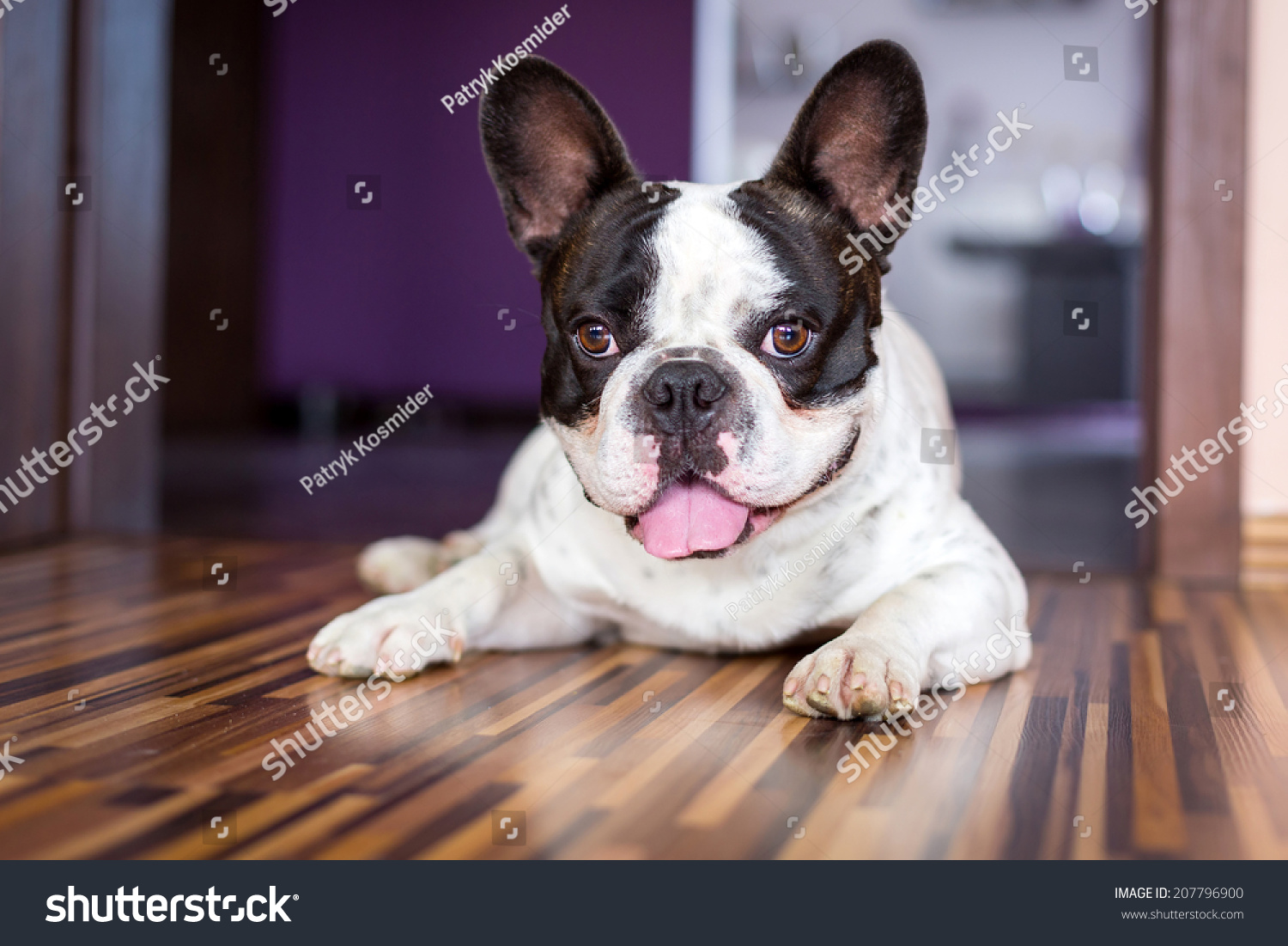 Foto stock de French Bulldog Lying Down Tired After