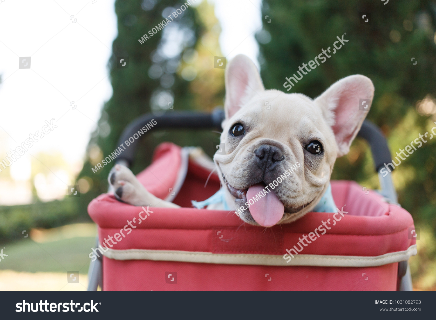 french bulldog in stroller