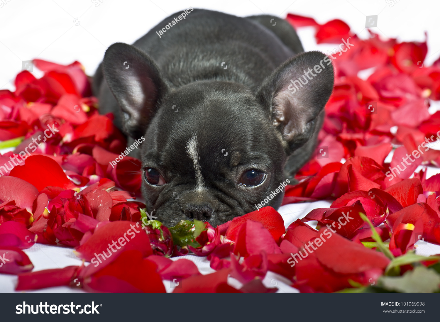 French Bulldog Puppy Laying In Red Rose Petals Stock Photo 101969998 ...
