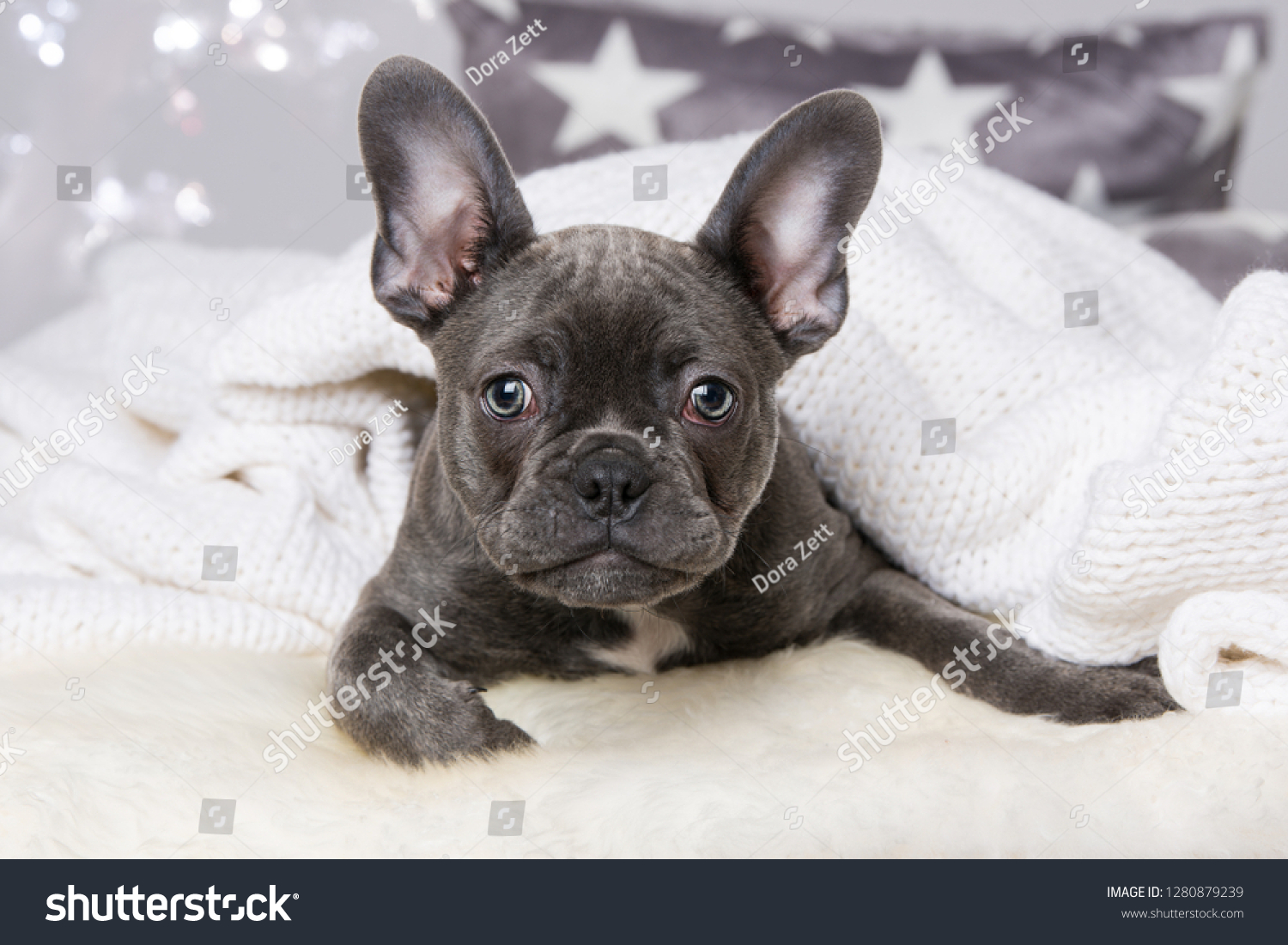 bulldog puppy grey