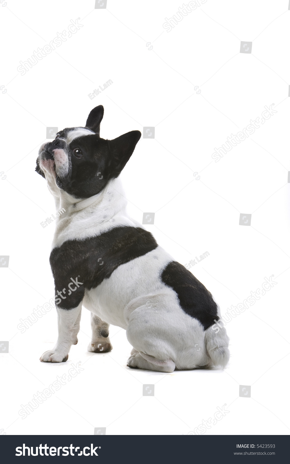 French Bulldog Sitting Down And Looking Up Stock Photo 5423593 ...