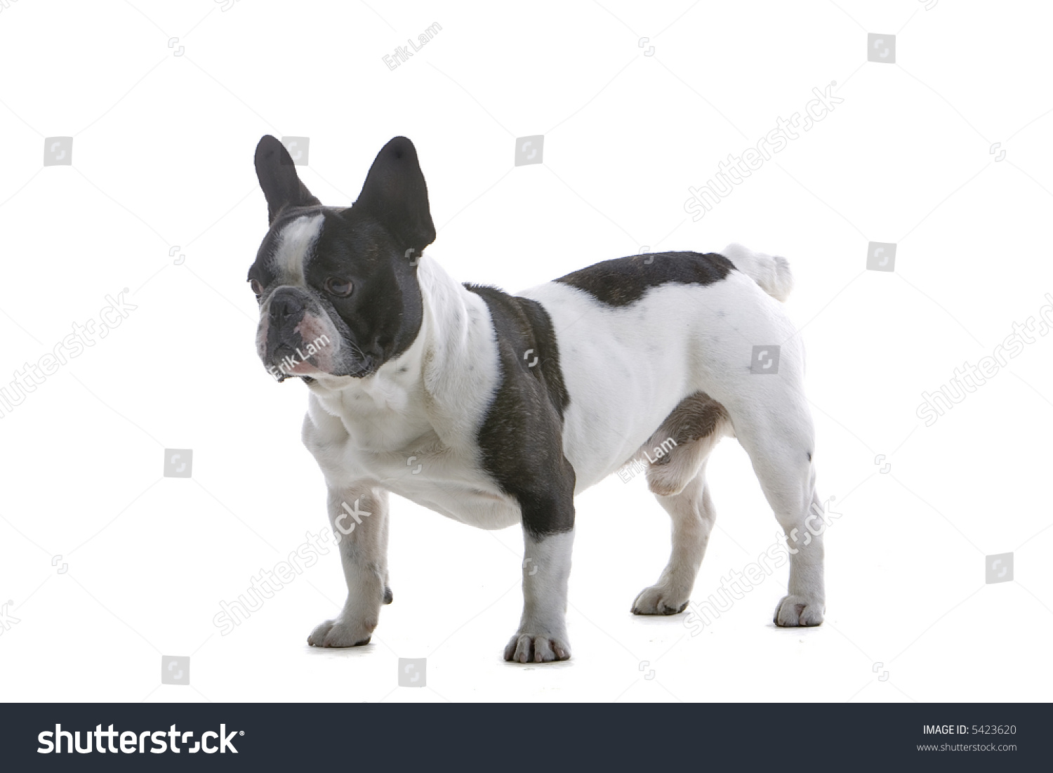 French Bulldog Standing, Isolated On A White Background Stock Photo ...