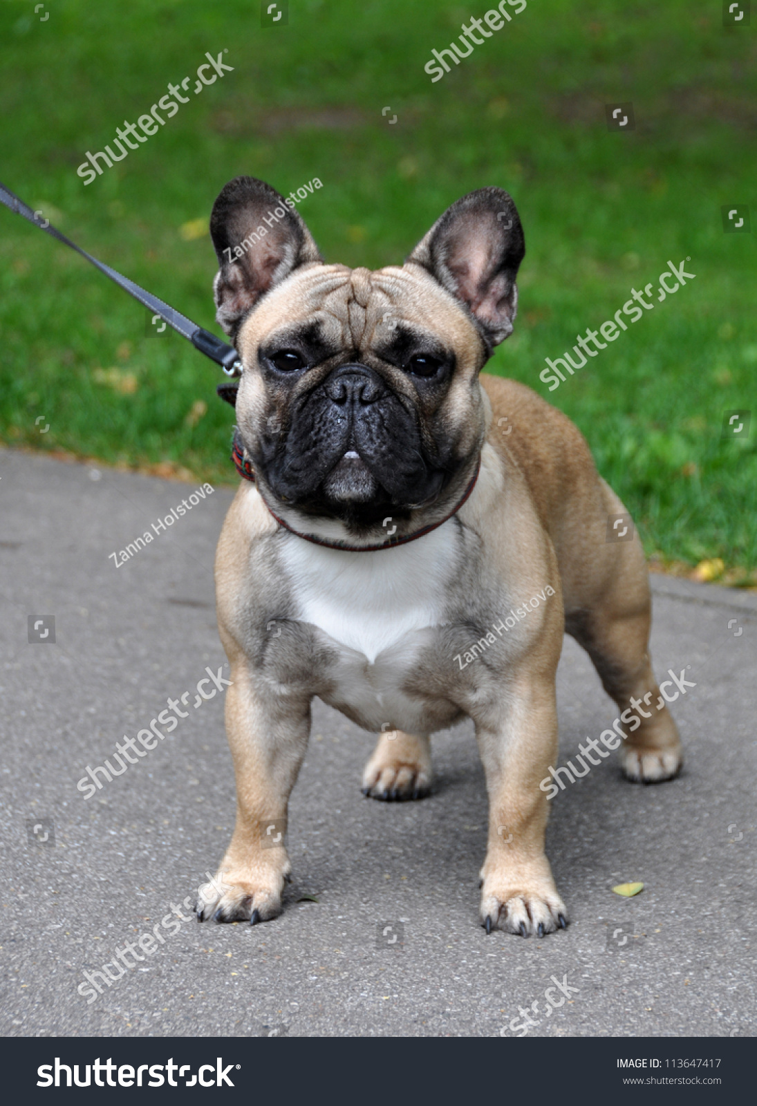 French Bulldog Walking In The Park On A Leash. The French Bulldog ...