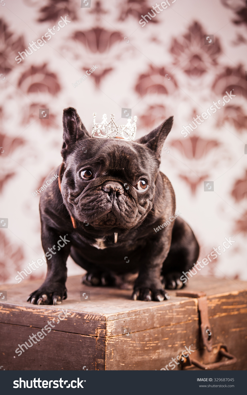 French Bulldog Wearing Crown Like King Stock Photo 329687045 - Shutterstock