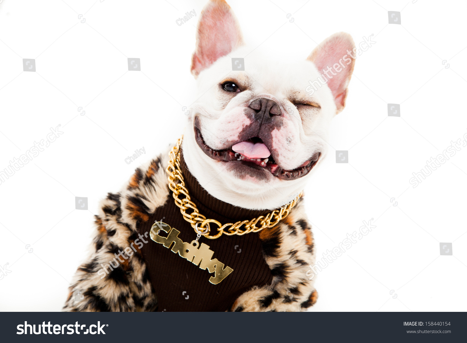 french bulldog with gold chain