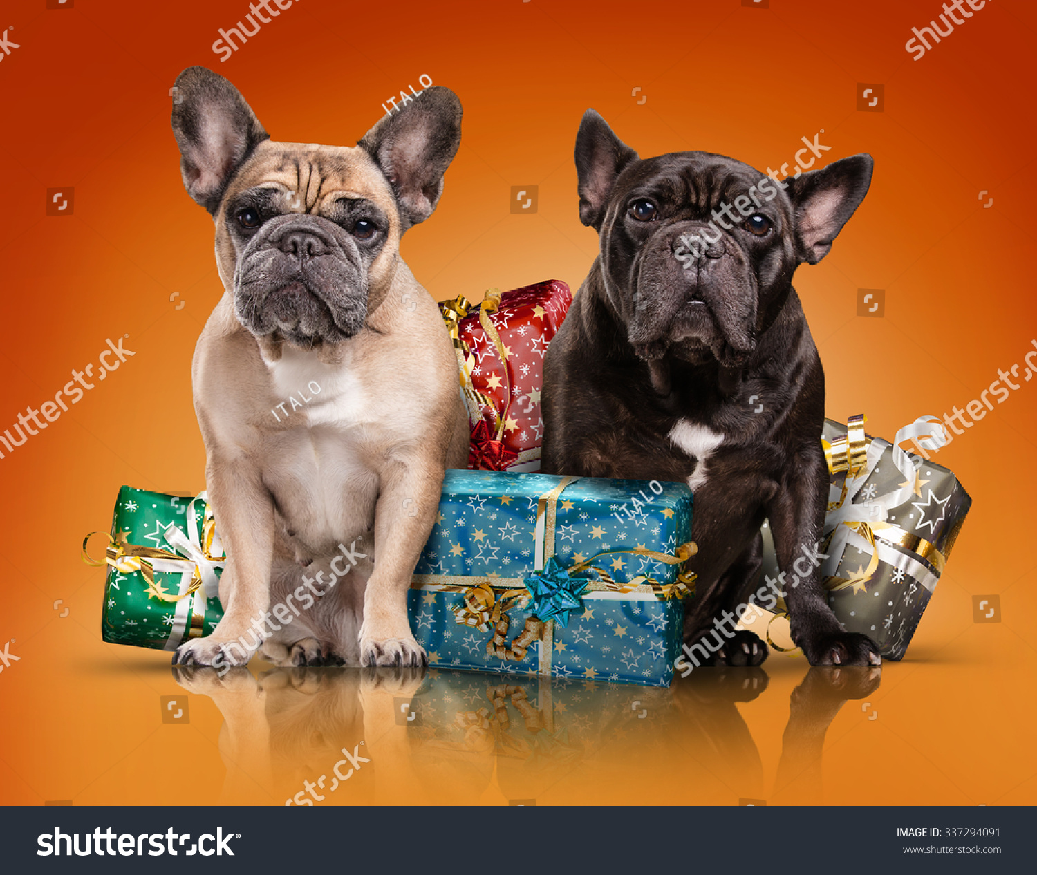 48 Top Images French Bulldog Gifts For Christmas : Cute Sitting French Bulldog Puppy With Christmas Gifts Stock Image Image Of Golden Doggy 165836017