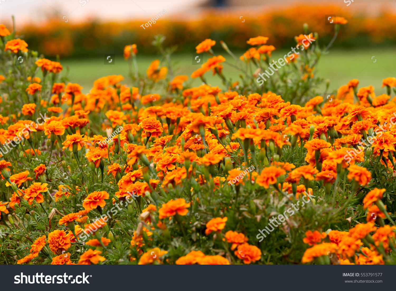 French Marigolds Flower In The Garden Stock Photo 553791577 : Shutterstock