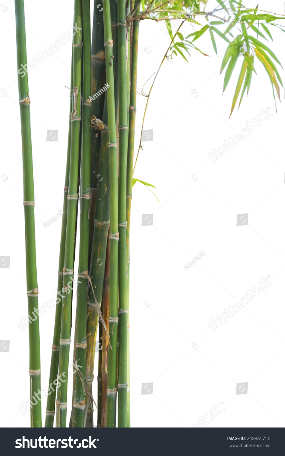 Fresh Bamboo Green Isolated On White Background Stock Photo 248881756 ...