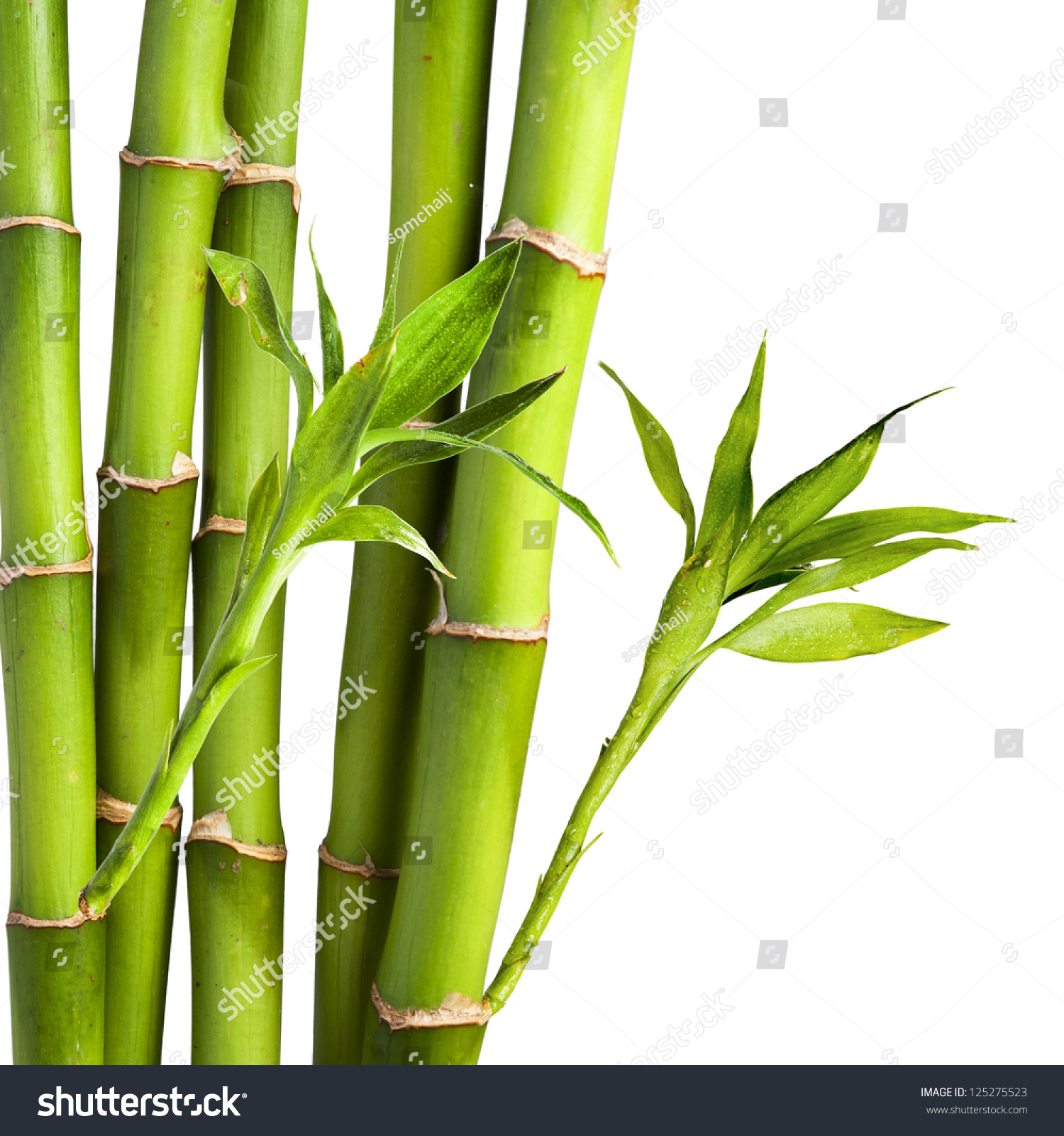 Fresh Bamboo On White Background Stock Photo 125275523 | Shutterstock