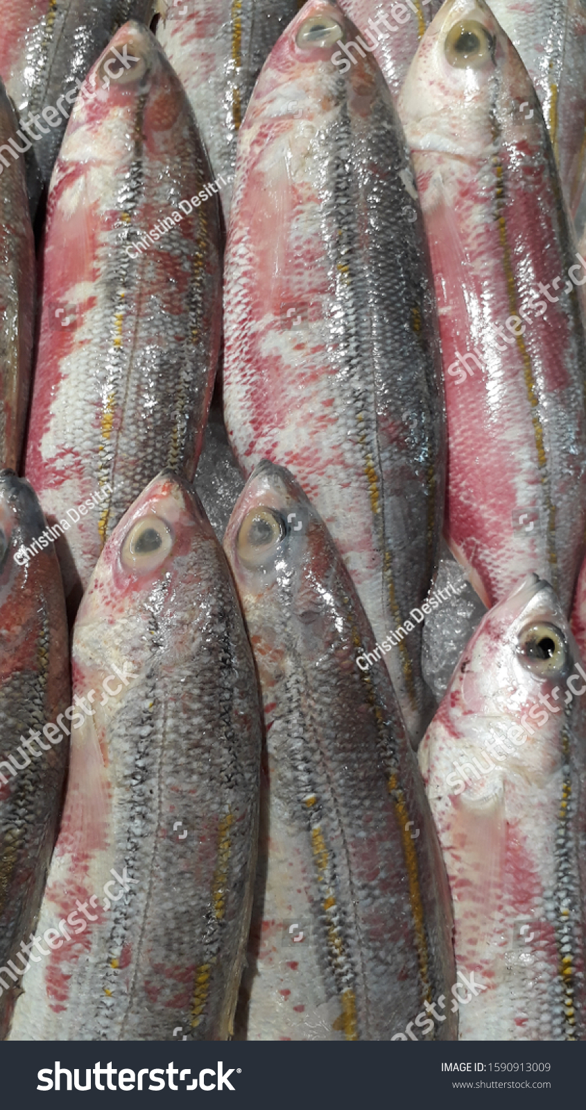 Fresh Banana Fish Pterocaesio Digramma Ikan Stock Photo Edit Now 1590913009