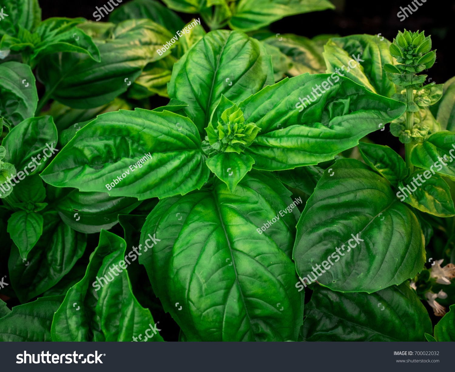 Fresh Basil Leaves Green Basil Leaves Stock Photo 700022032