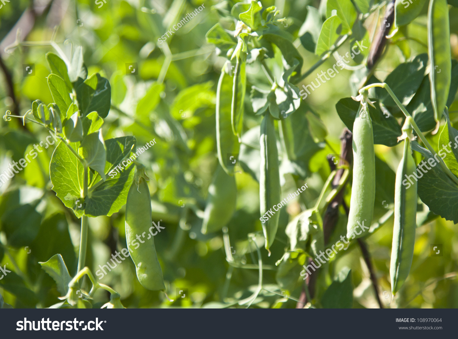 Fresh Bean Plant Growing In The Garden Ready To Harvest Stock Photo ...