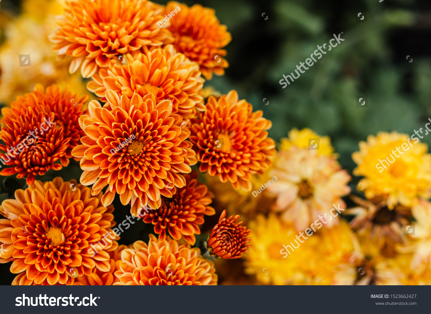 355,701 Chrysanthemum background Images, Stock Photos & Vectors