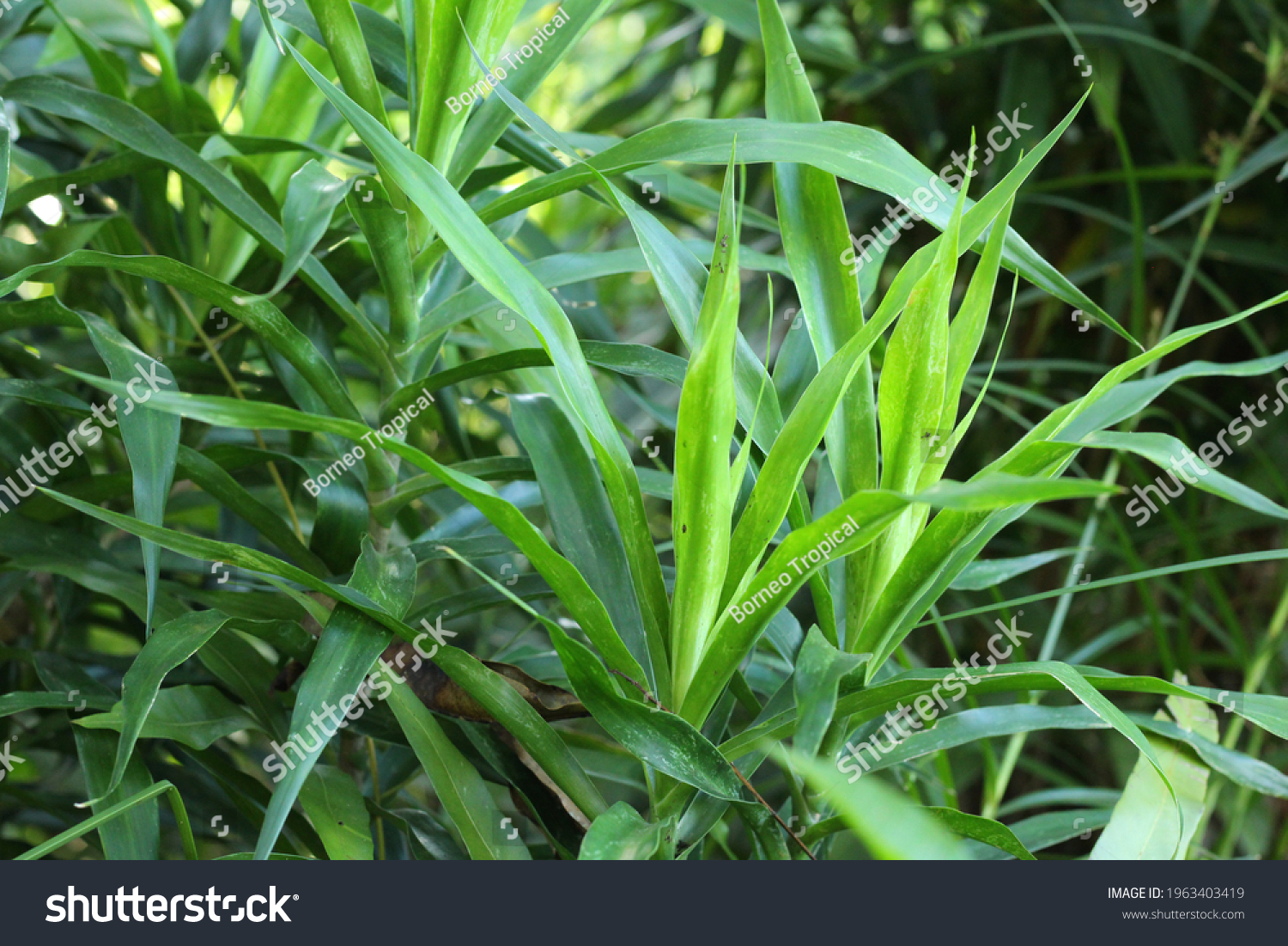 Fresh Daun Suji Leaf Pleomele Angustifolia Stock Photo 1963403419 ...