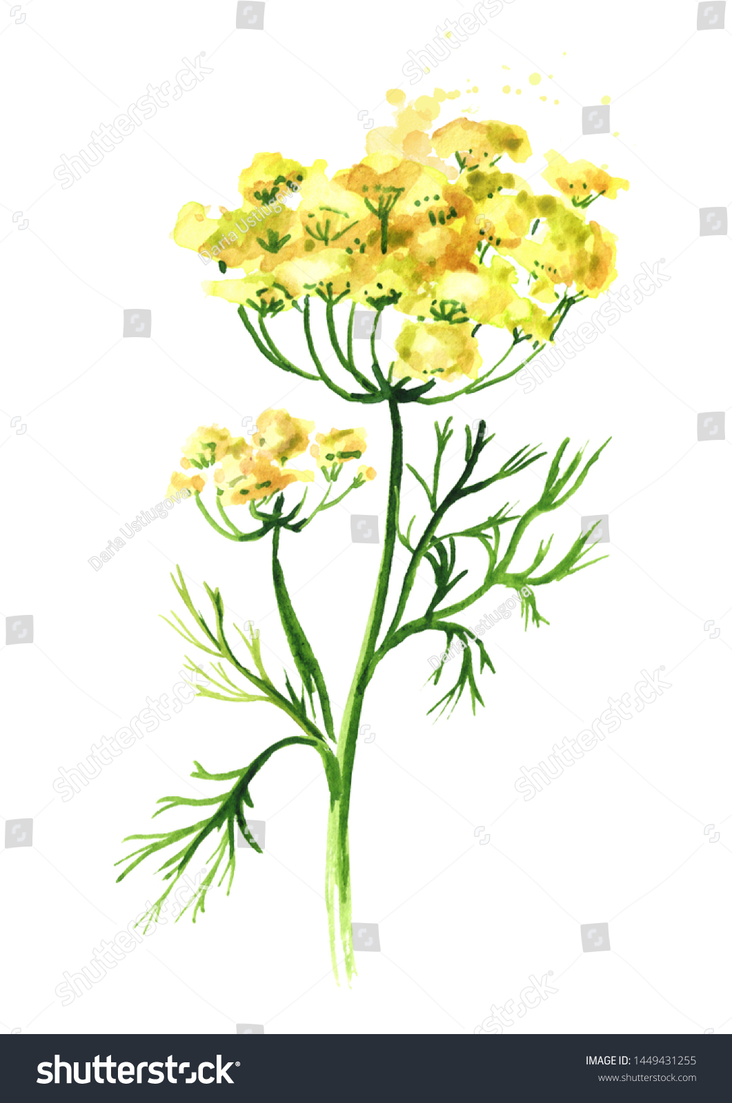 2,569 Fennel plant drawing Images, Stock Photos & Vectors | Shutterstock