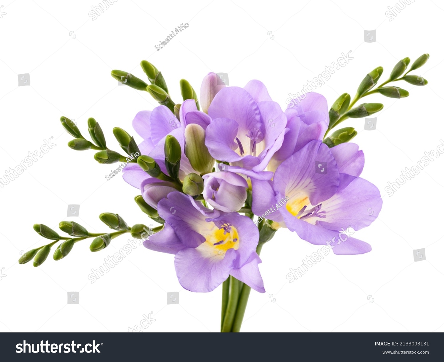 27,184 White flowers freesia Images, Stock Photos & Vectors | Shutterstock