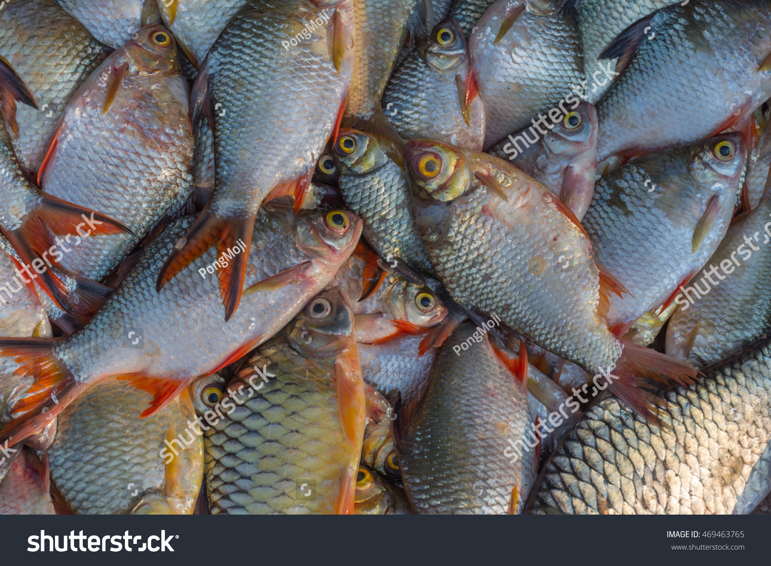 freshwater fish for sale