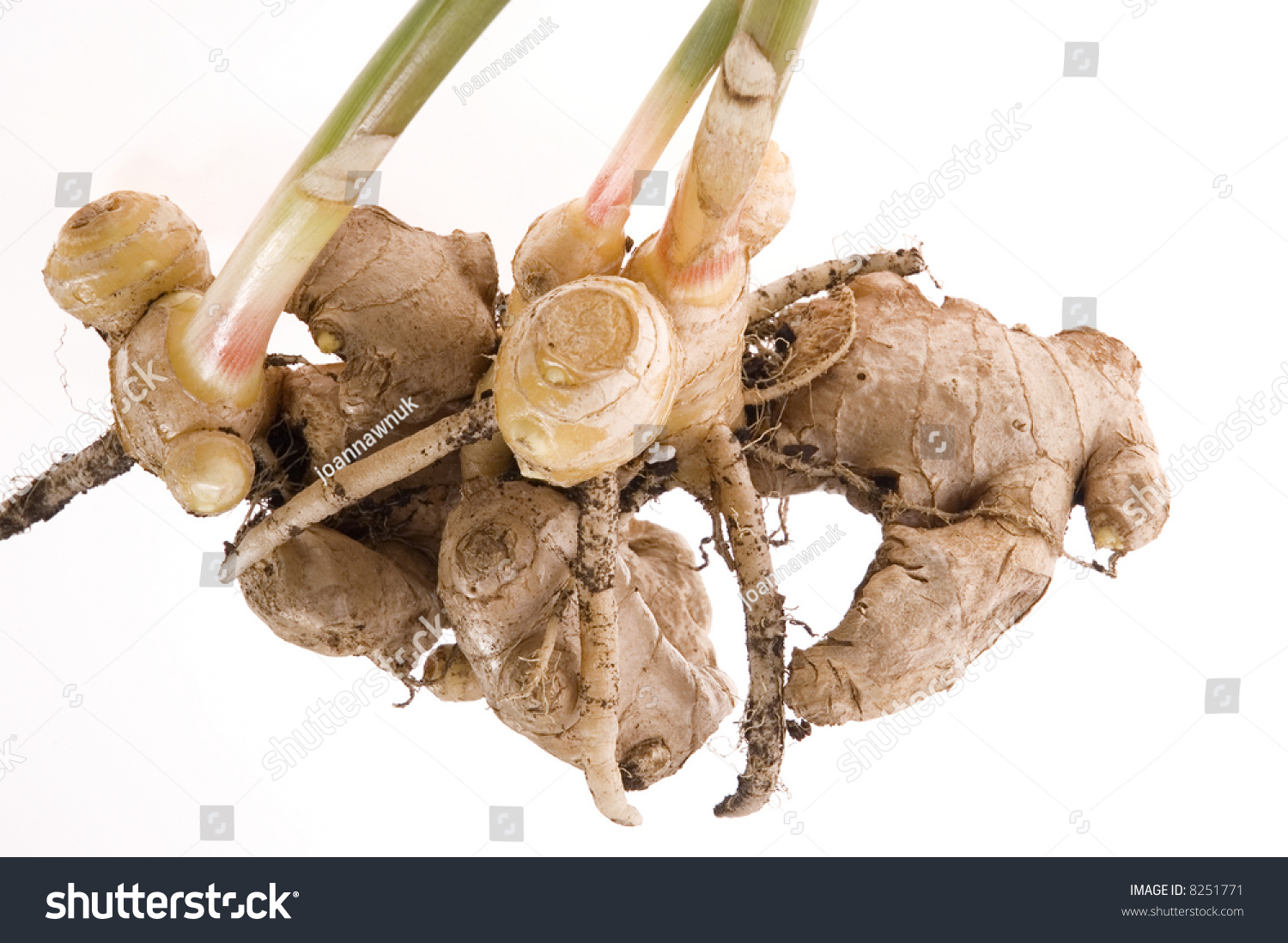 Fresh Ginger Root. Plant Isolated On The White Background Stock Photo ...