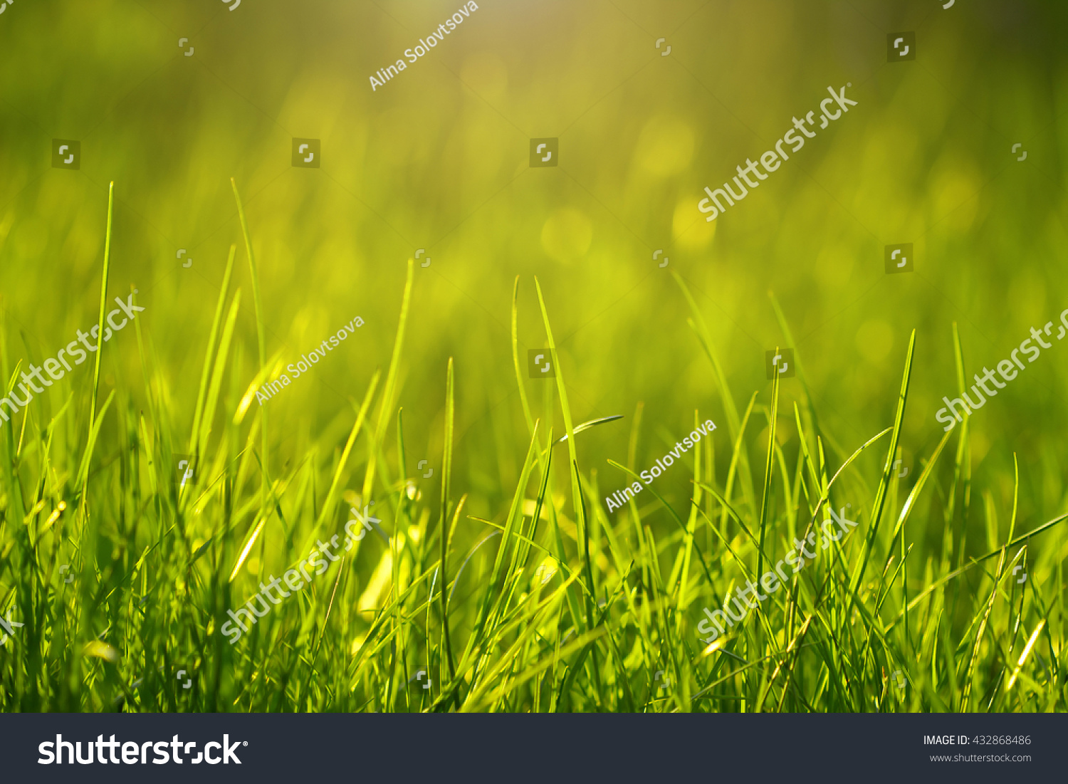 Fresh Grass Shallow Depth Field Beautiful Stock Photo 432868486 ...