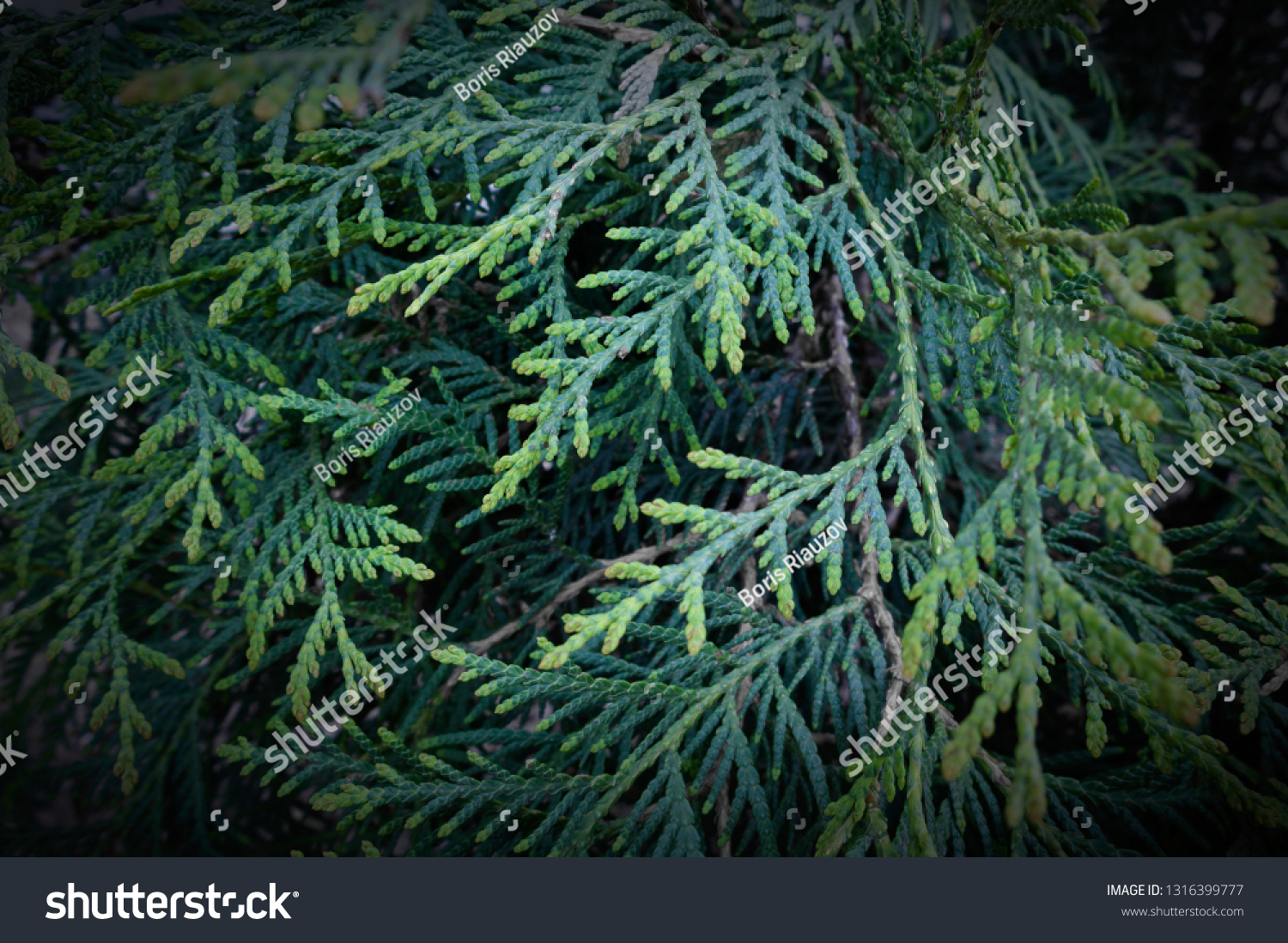 16 Thuja koraiensis Images, Stock Photos & Vectors | Shutterstock