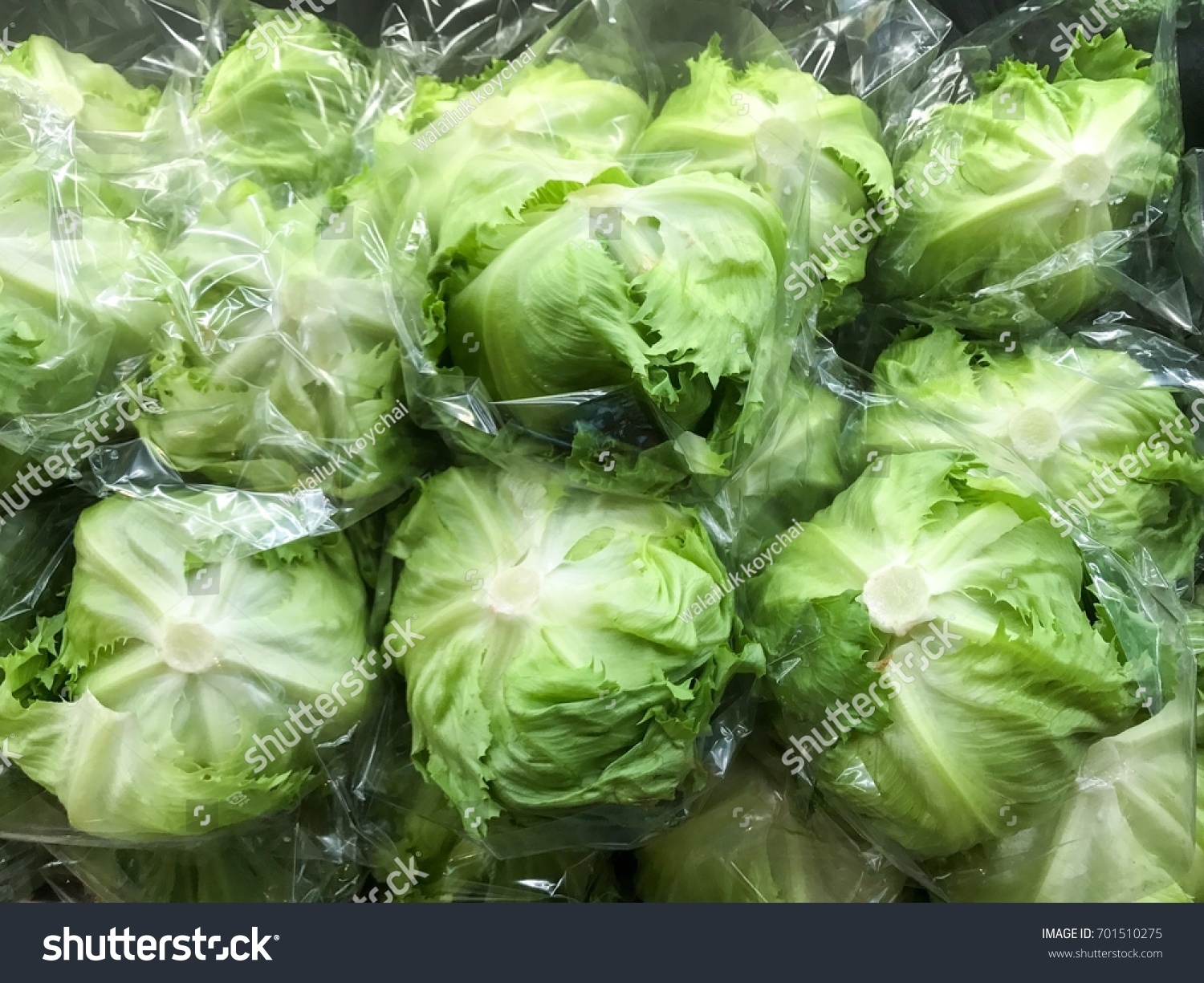 Download Fresh Green Iceberg Lettuce Packed Plastic Stock Photo Edit Now 701510275 Yellowimages Mockups