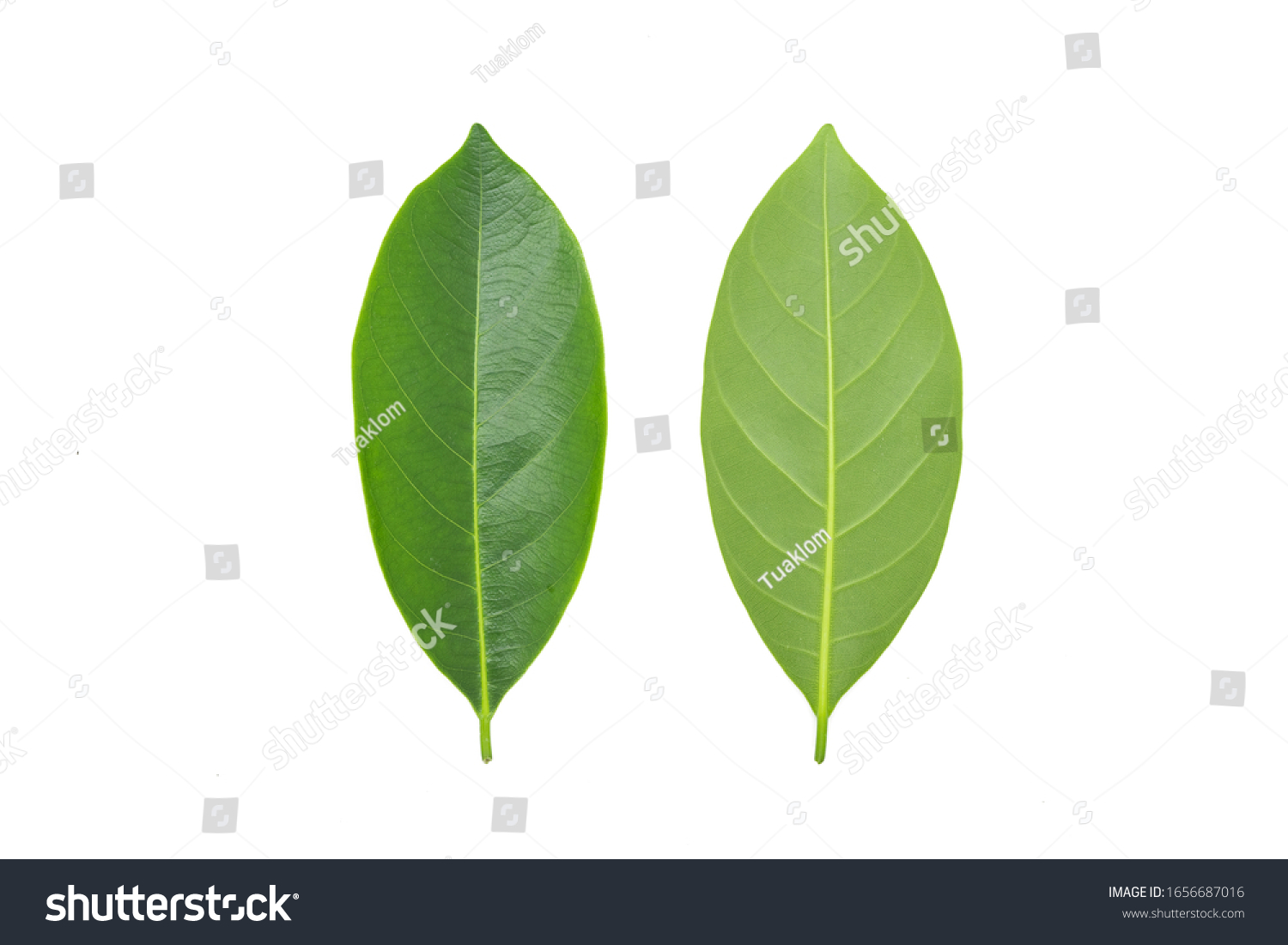 301,506 Back of leaf Images, Stock Photos & Vectors | Shutterstock