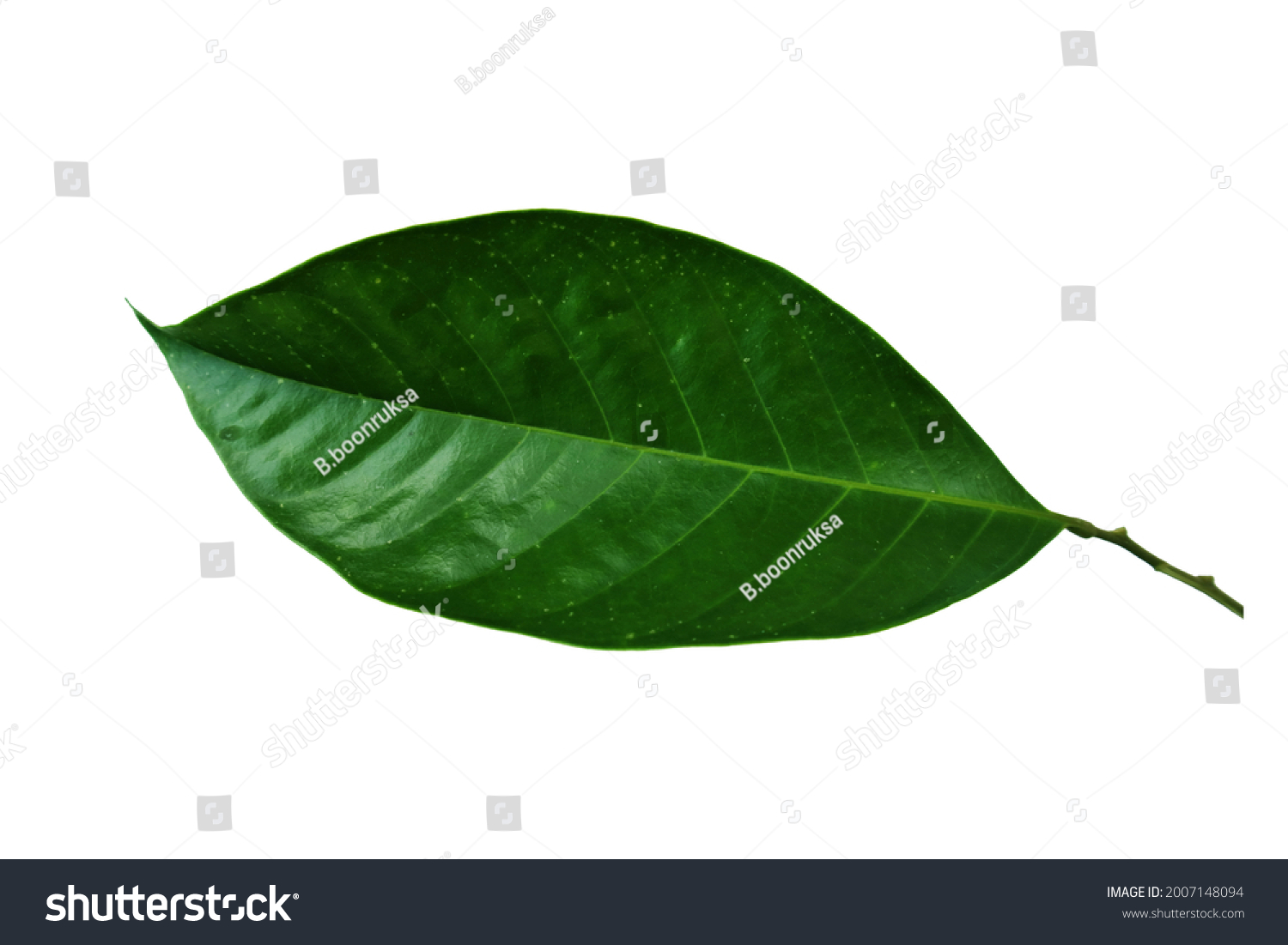 936 Longkong leaf background Images, Stock Photos & Vectors | Shutterstock