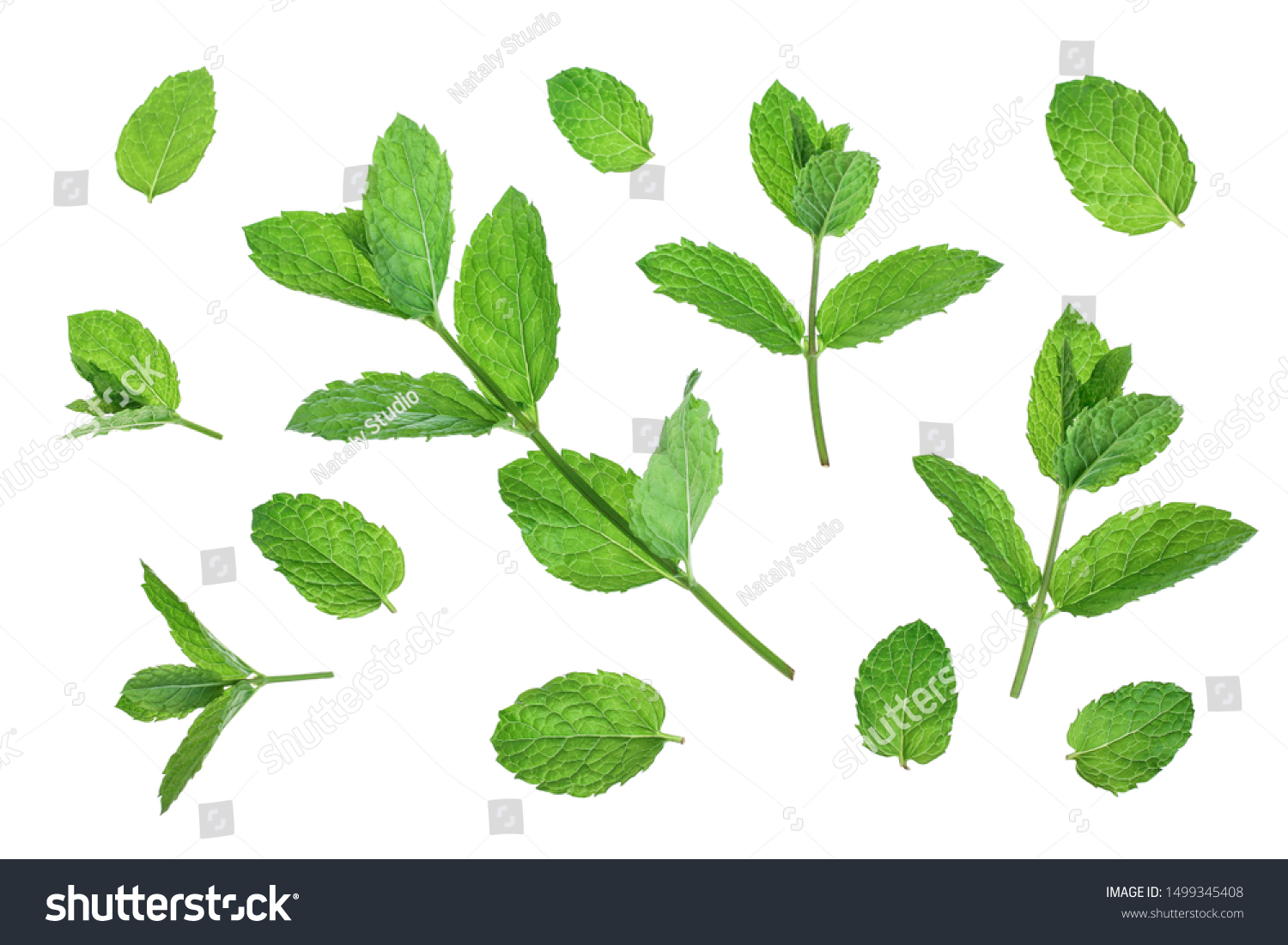 16,709 Mint stem Images, Stock Photos & Vectors | Shutterstock