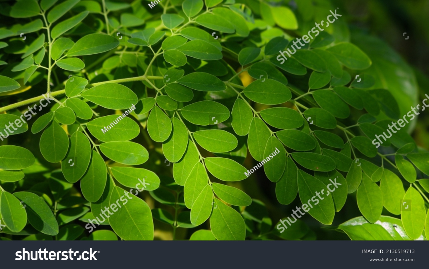 Fresh Green Moringa Leaves Medicinal Plant Stock Photo 2130519713 