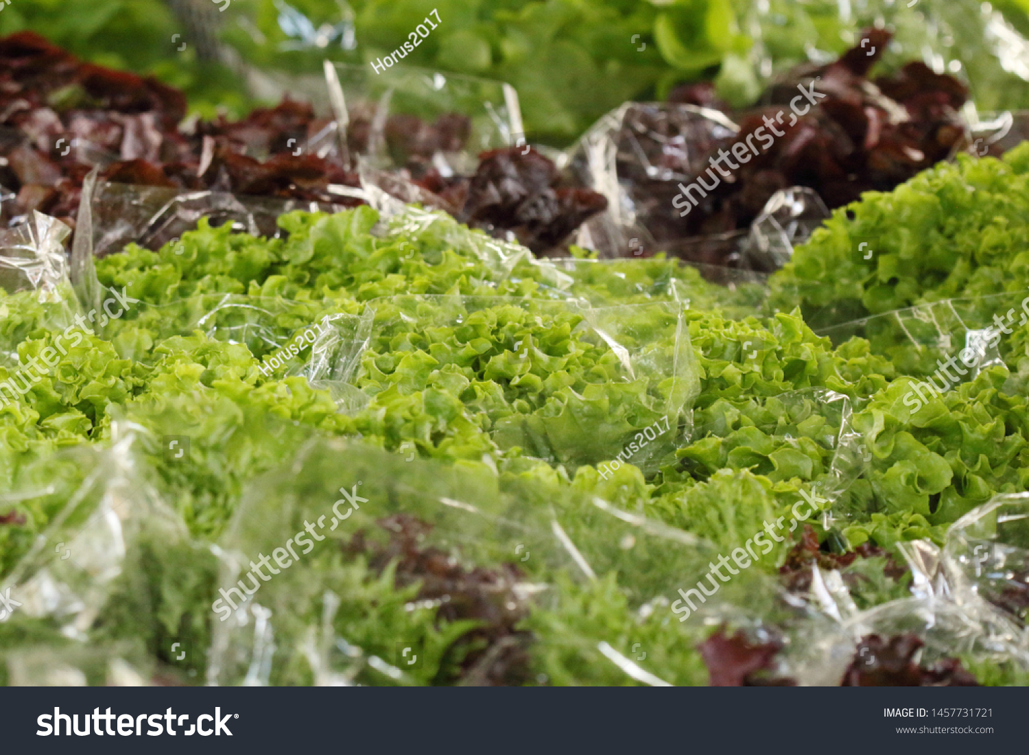 Download Fresh Green Salad Packed Plastic Bag Stock Photo Edit Now 1457731721 Yellowimages Mockups