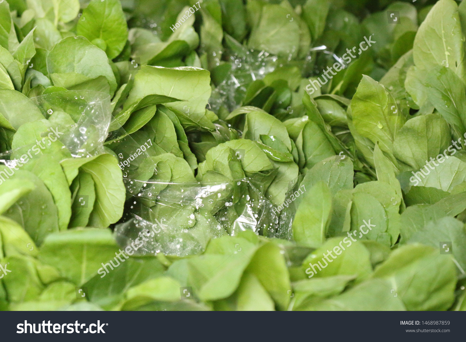 Download Fresh Green Salad Packed Plastic Bag Stock Photo Edit Now 1468987859 PSD Mockup Templates