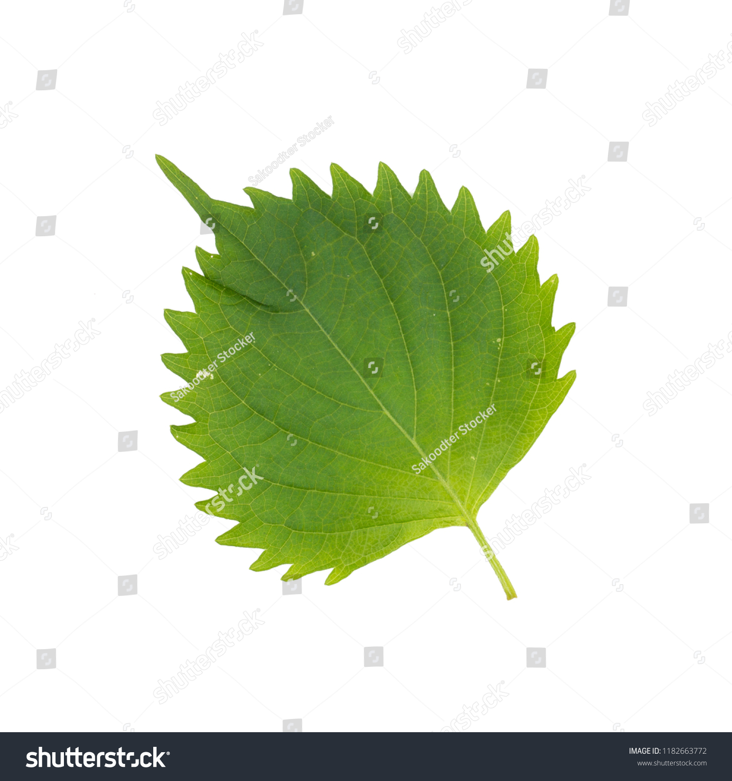 Fresh Green Shiso Leaf Perilla Frutescens Stock Photo 1182663772 ...