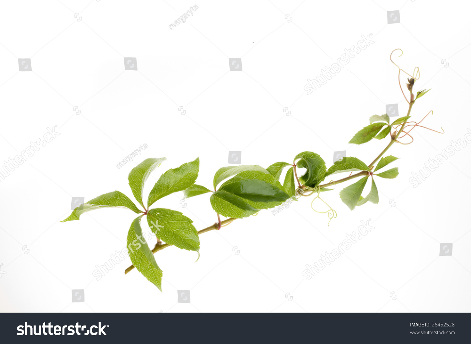 Fresh Green Vine Over White Background Stock Photo 26452528 : Shutterstock