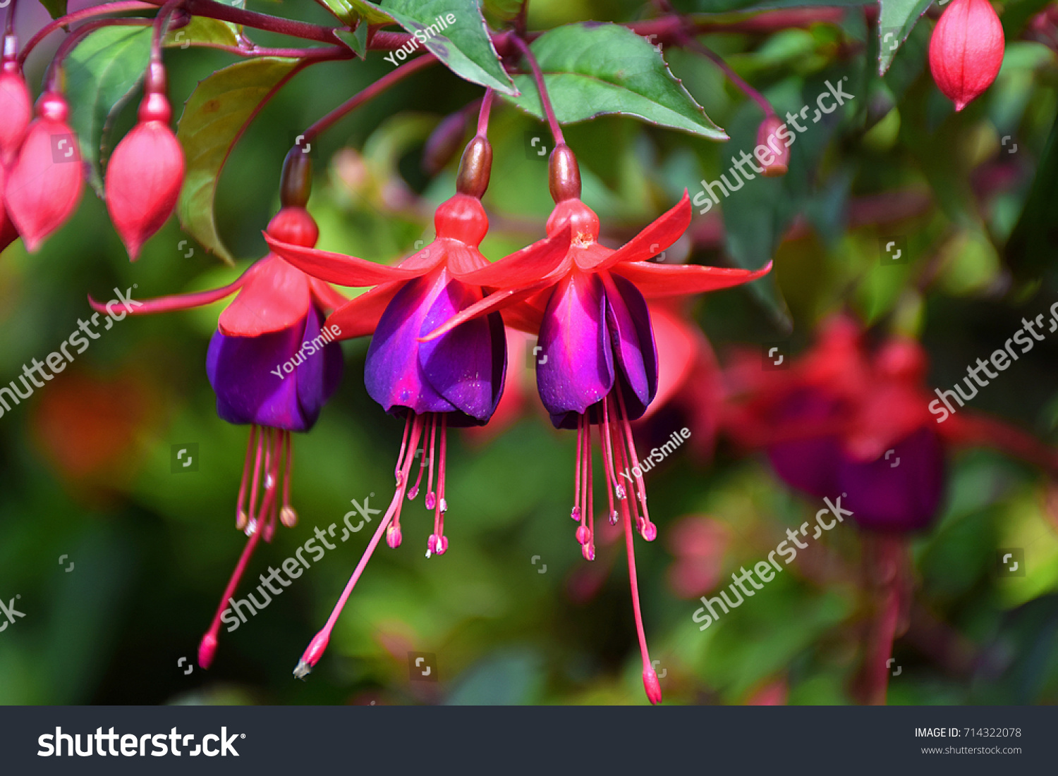 Fresh Hummingbird Fuchsia Flower Fuchsia Magellanica Stock Photo Edit Now 714322078