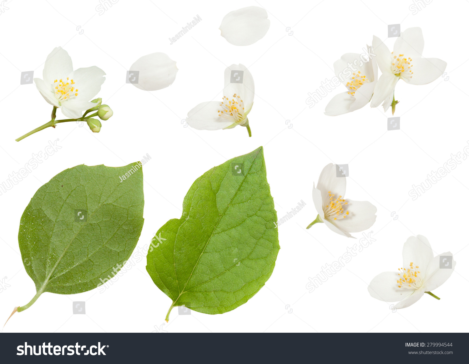 200,847 White jasmine Images, Stock Photos & Vectors | Shutterstock