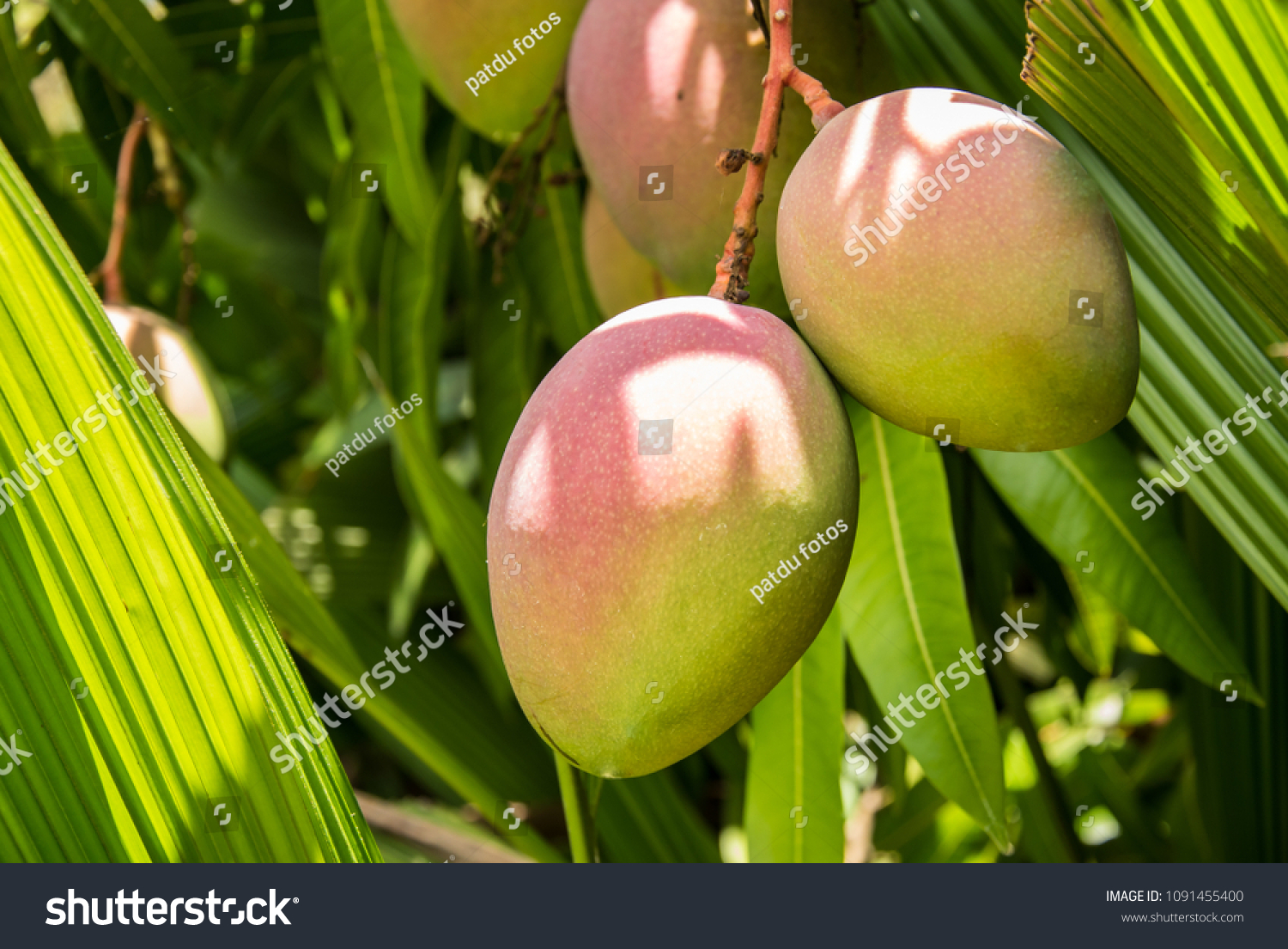 Fresh Mangos On Tree Costa Rica Stock Photo 1091455400 | Shutterstock