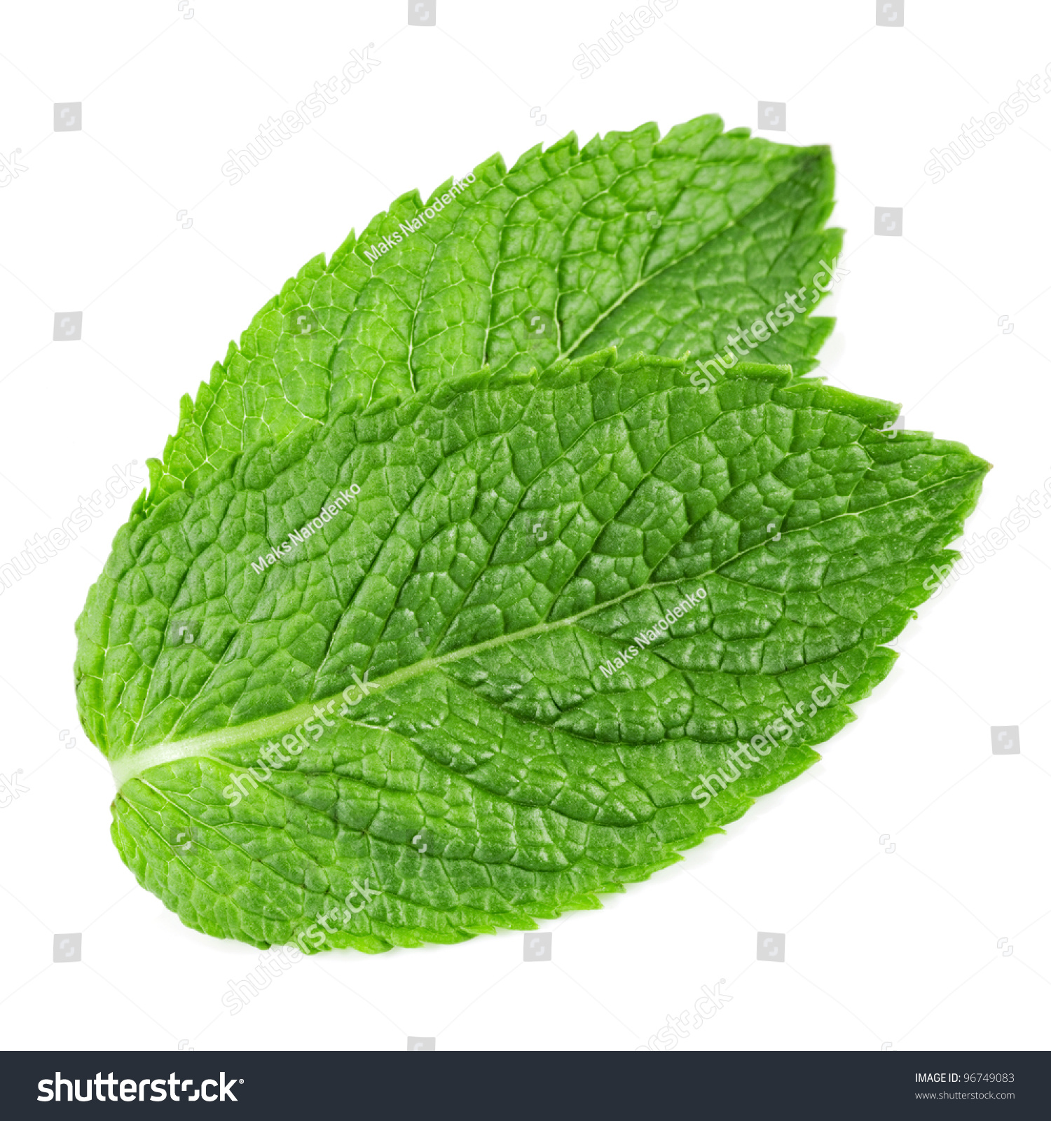 free mint leaves clipart - photo #26