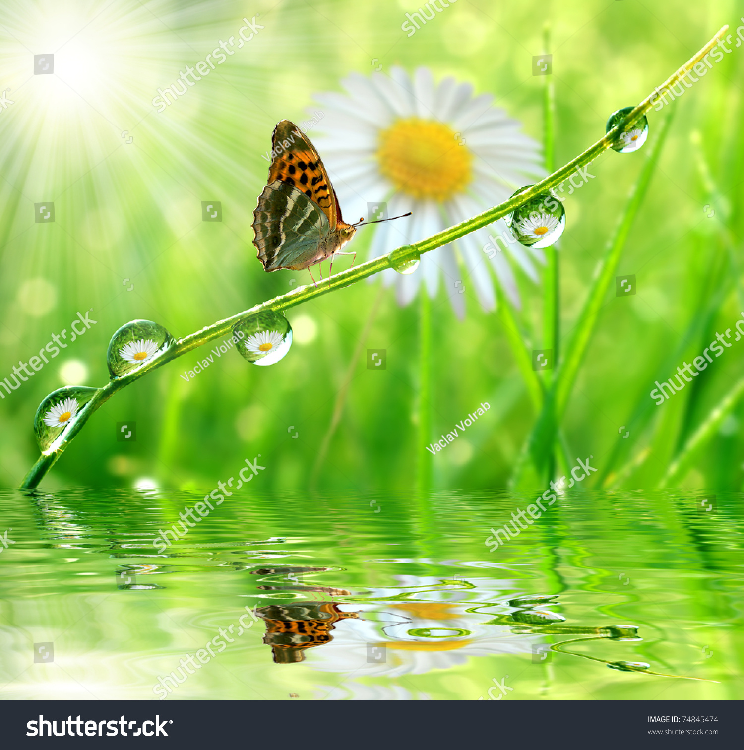 Fresh Morning Dew Butterfly Stock Photo Edit Now Fresh Morning Dew Butterfly Stock Photo Edit Now
