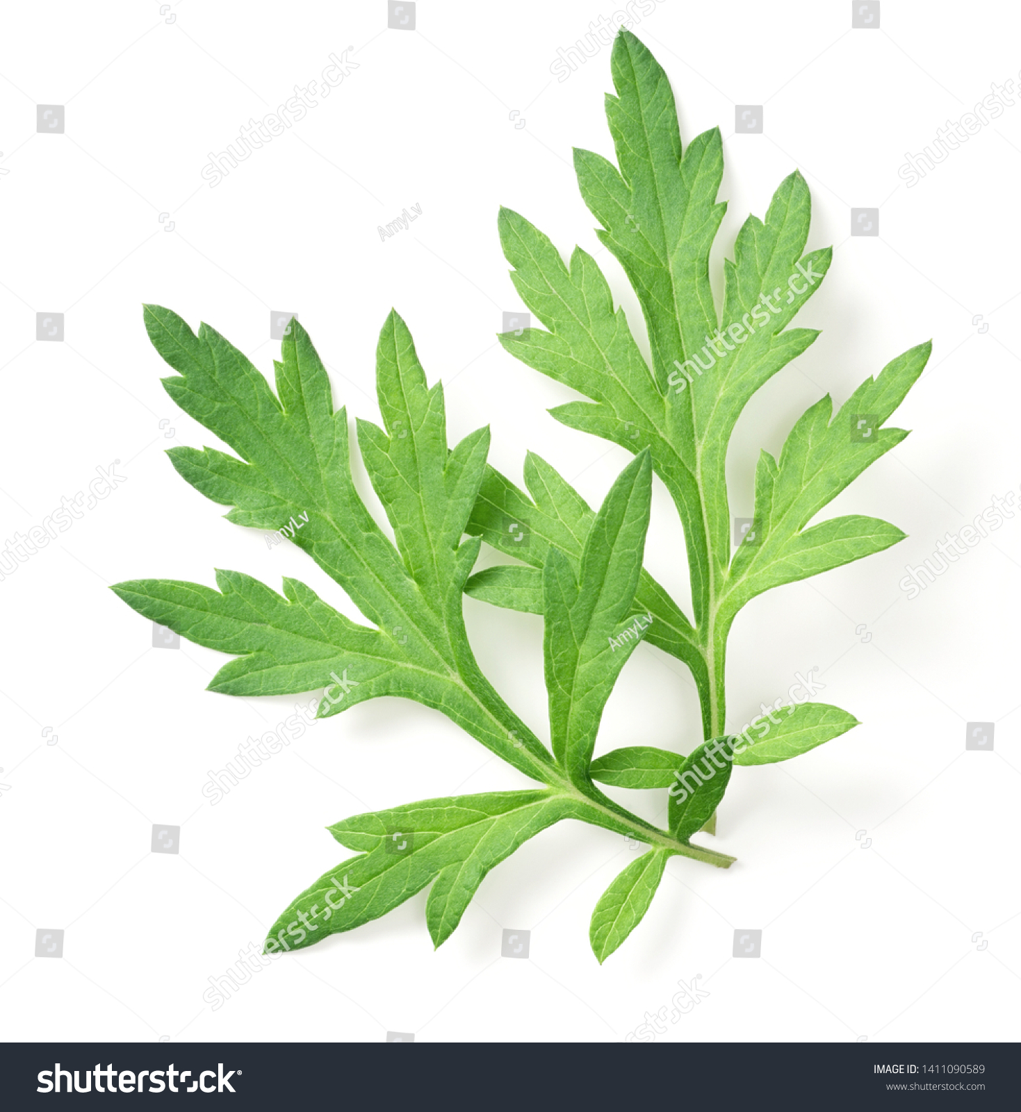 Fresh Mugwort Leaves Isolated On White Stock Photo 1411090589 ...