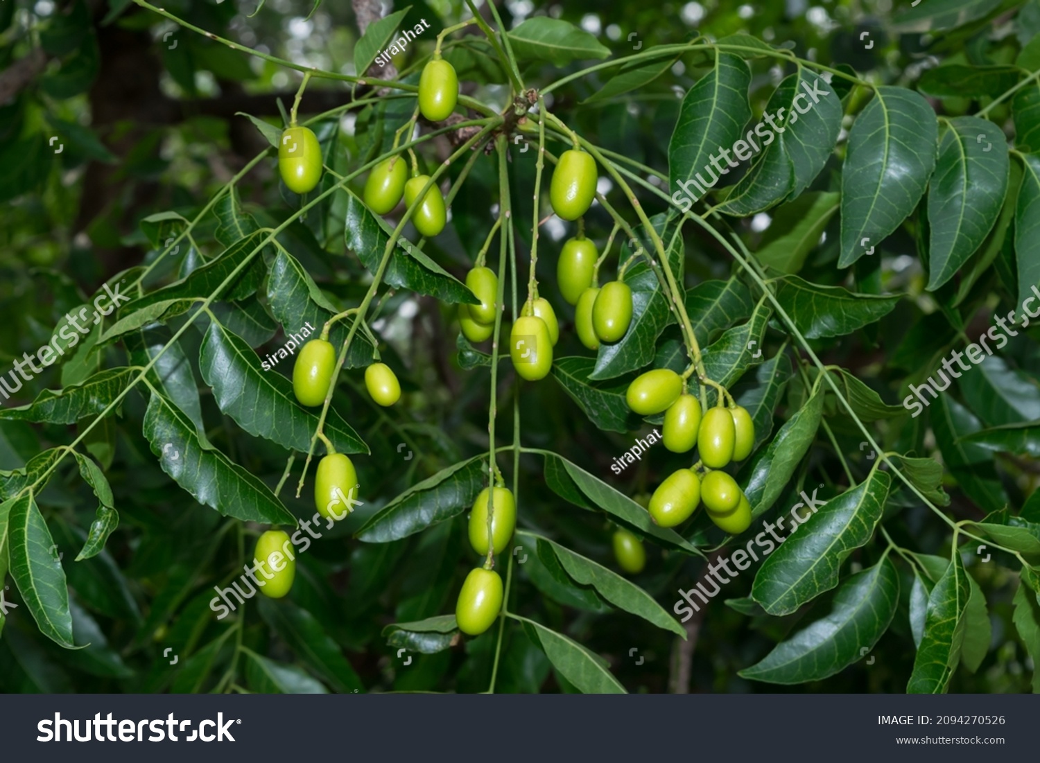 Nimtree Images, Stock Photos & Vectors | Shutterstock