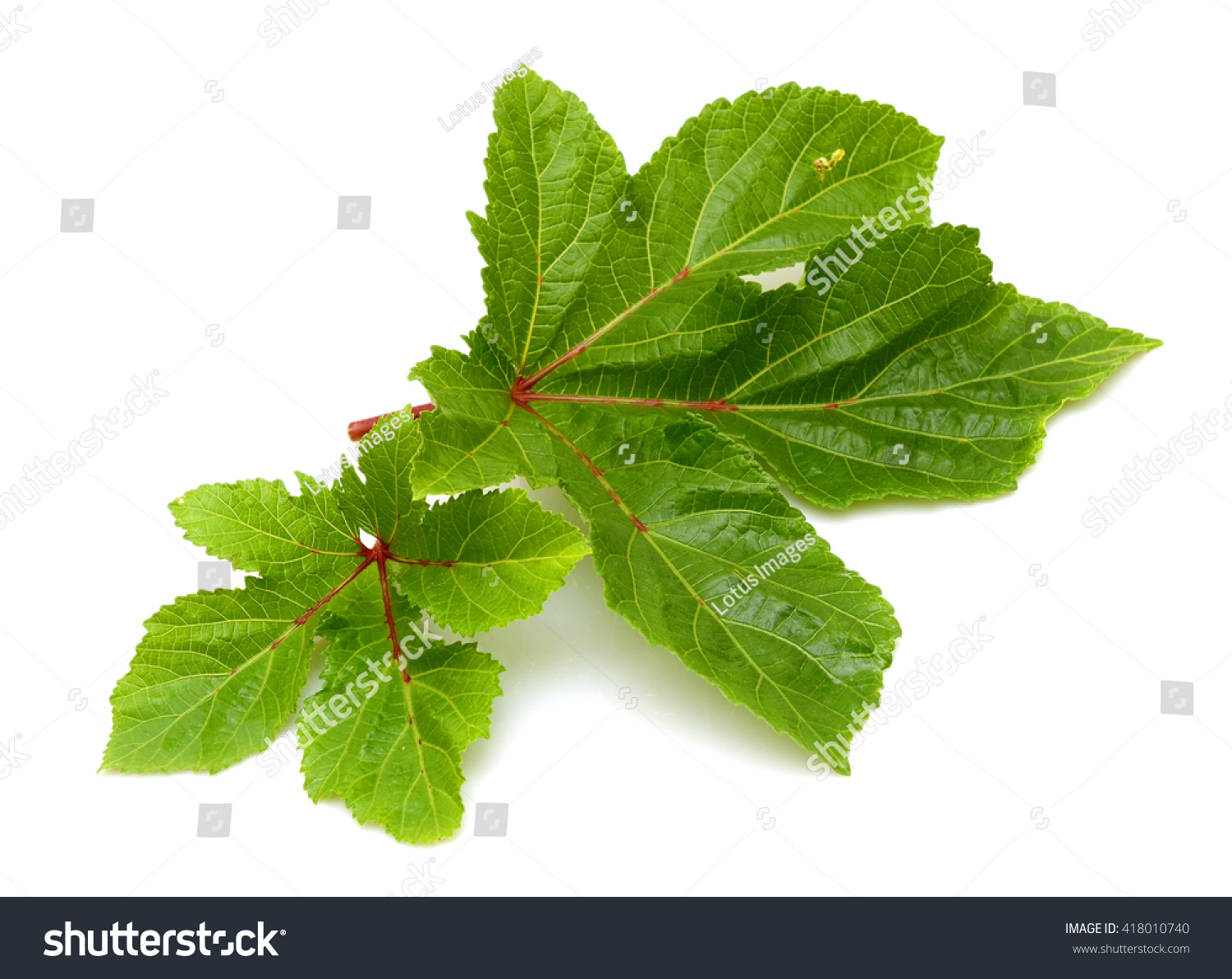 Fresh Okra Leaf Isolated On White Stock Photo (Edit Now) 418010740