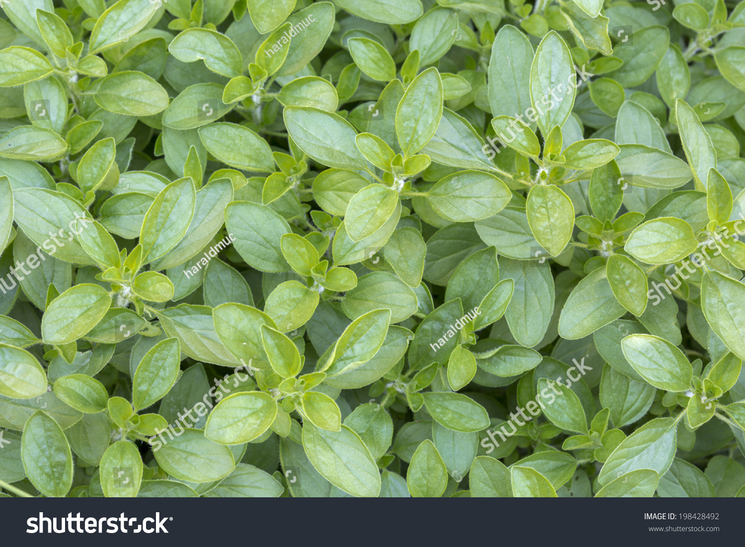 Fresh Origanum Herb Background Stock Photo 198428492 | Shutterstock