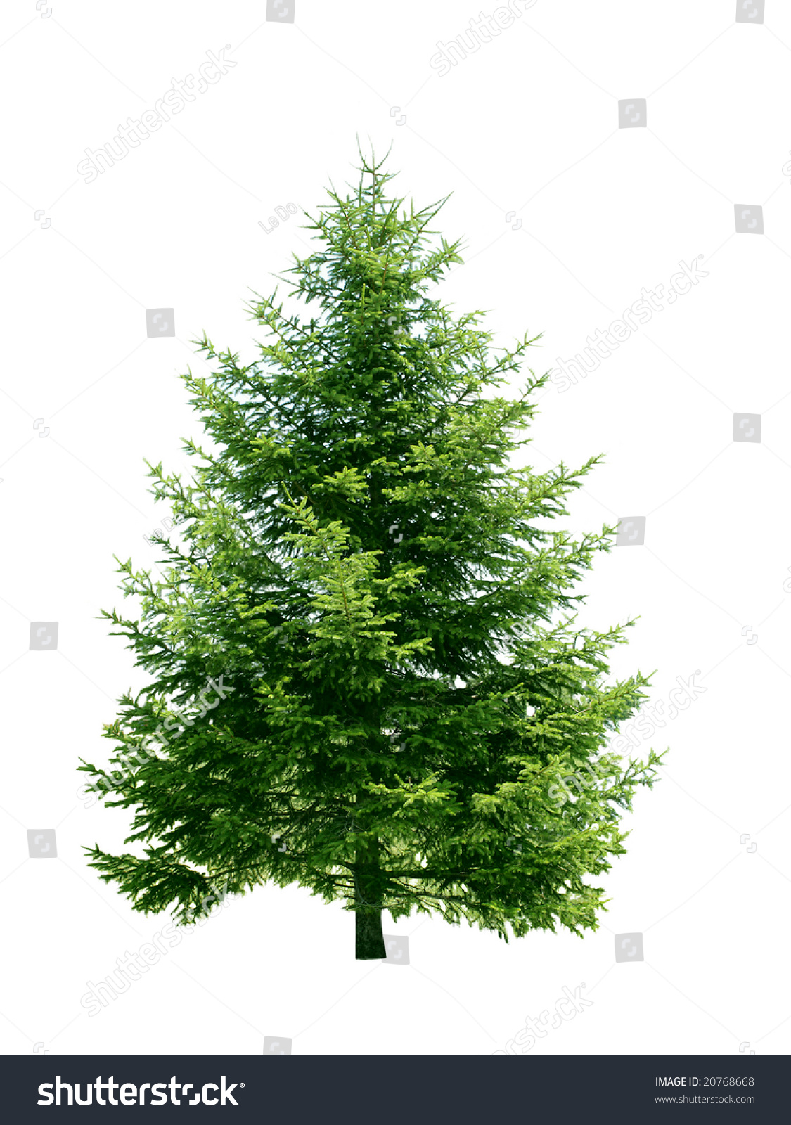 Fresh Pine Tree Isolated On White Stock Photo (Edit Now) 20768668