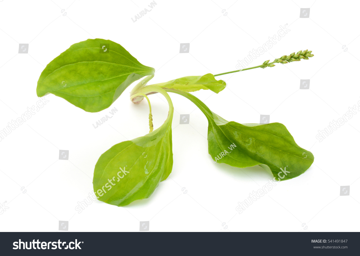 Fresh Plantago Major Leaves Isolated On Stock Photo (Edit Now) 541491847