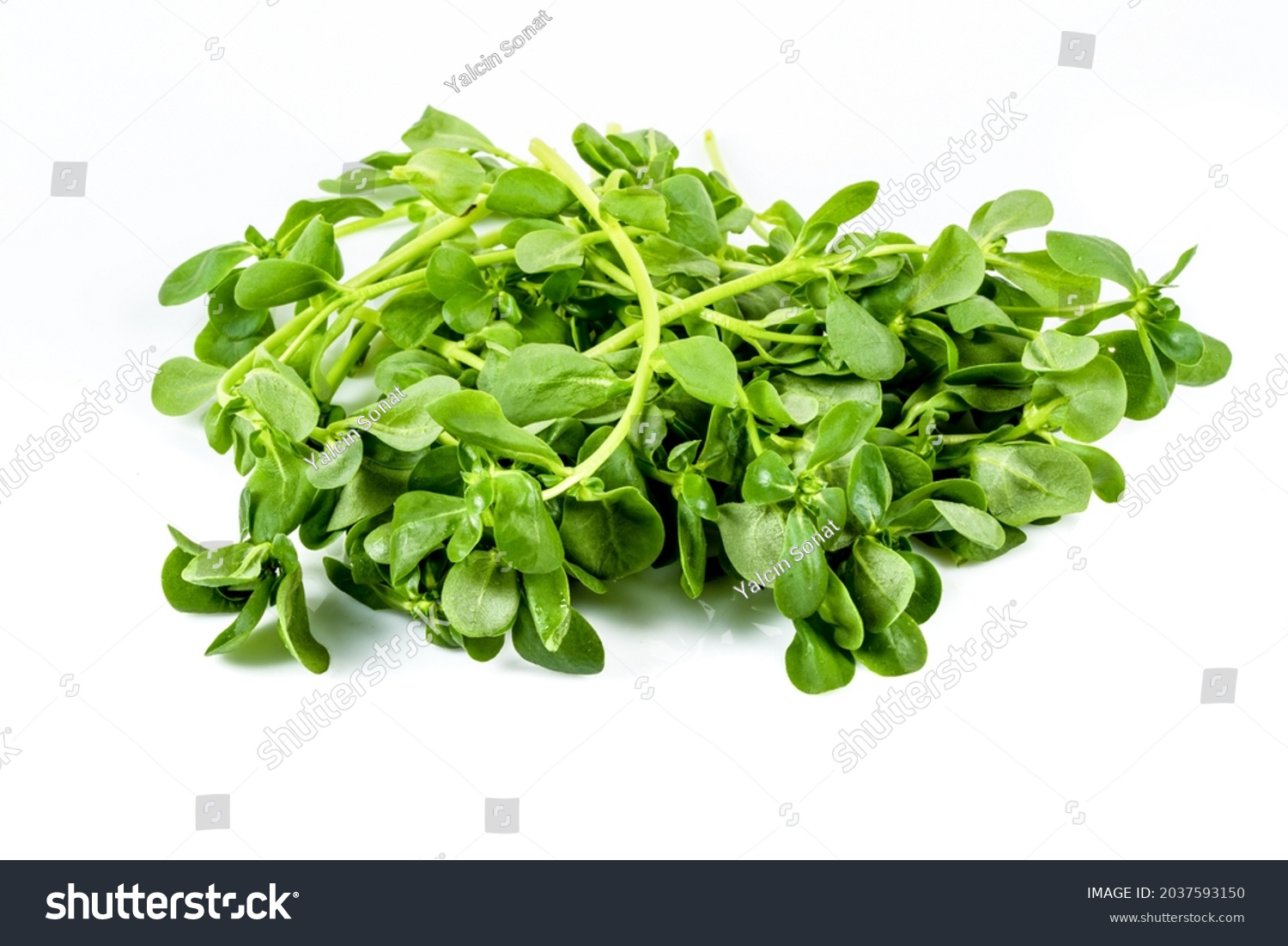 Fresh Purslane Isolated On White Background Stock Photo 2037593150 ...