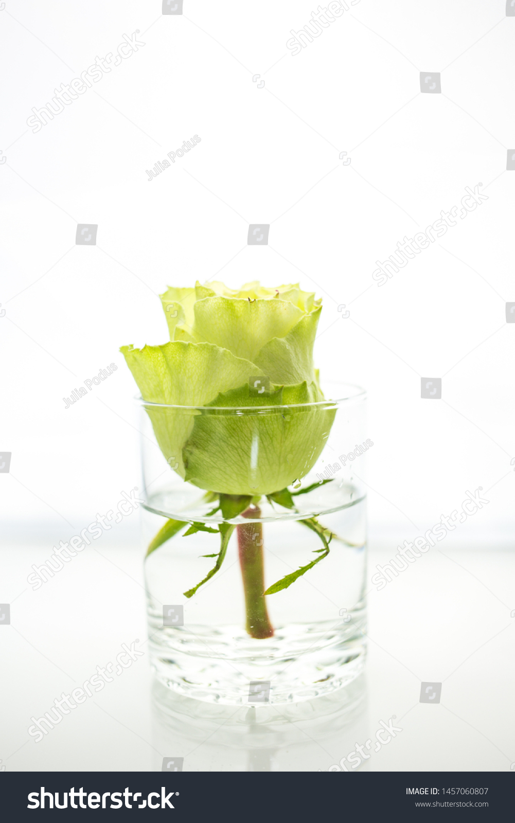 Fresh Single White Green Yellow Rose Stock Photo Edit Now 1457060807