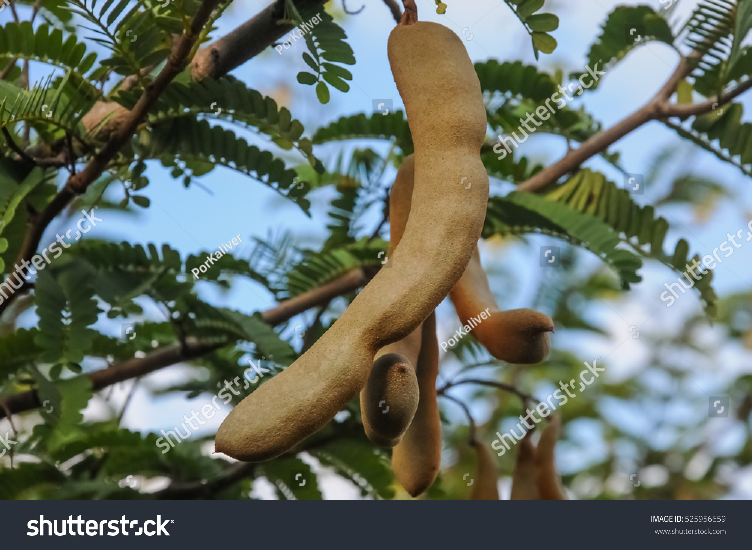 Fresh Tamarind Stock Photo 525956659 : Shutterstock