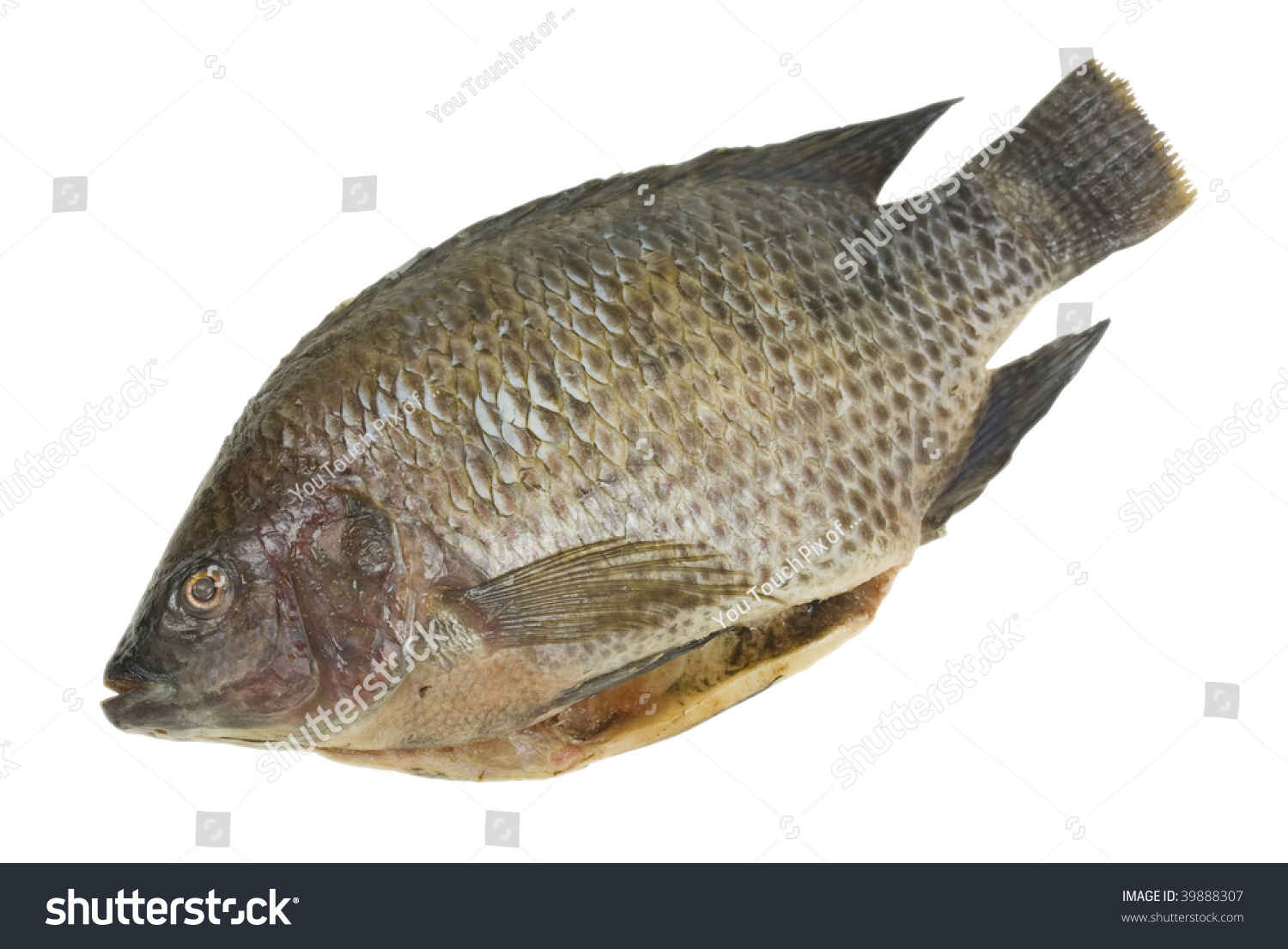 Fresh Tilapia Fish; Isolated, Clipping Path Included Stock Photo ...